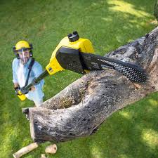 Professional Tree Removal and Landscaping Services in Murphysboro, IL